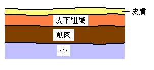 組織の層