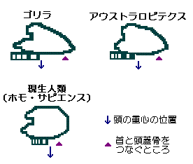 W摜
